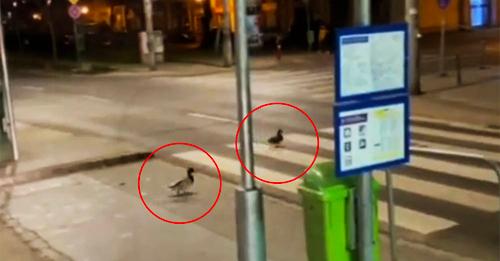 VIDEÓ: Óriás jófej kacsákról készült felvétel a 13. kerületben - Bp-i Autósok Közössége